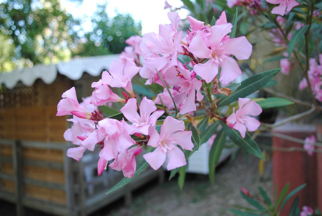 Camping Lou Cabasson Bormes-les-Mimosas Dış mekan fotoğraf